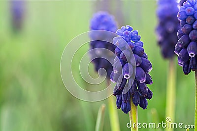 Blue bell flowers Stock Photo
