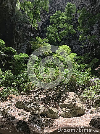 The beautiful scenery of the forest inside a cave with dramatic lighting from above Stock Photo