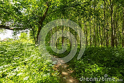 Beautiful scenery in the forest in spring with white flowers and bike path Stock Photo