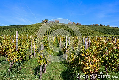 Beautiful scenery of grape trees in the vineyard Stock Photo