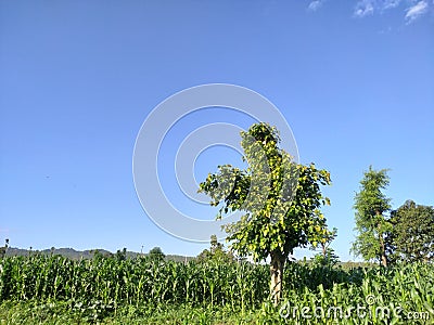 Beautiful Scenery: Green Corn Filed with Tree; Agroforestry System Stock Photo