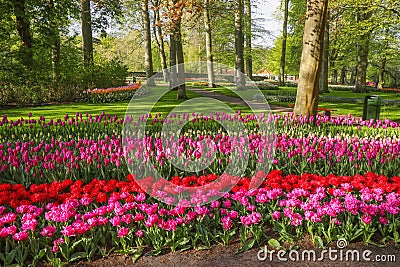 Beautiful scenery in Keukenhof royal flower garden in the Netherlands with beautiful flowerbeds and no people Stock Photo