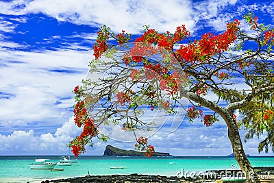 Beautiful scenery of Mauritius island -tranquil beach in Cap Malheureux with flamboyant tree Stock Photo