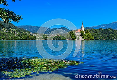 Beautiful scenery of mountain Lake Bled with an island and a church, in the foreground white flowers lilies Stock Photo