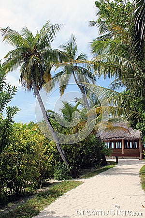 Beautiful scenery of palms sandy path background wallpaper of Maldives island Stock Photo