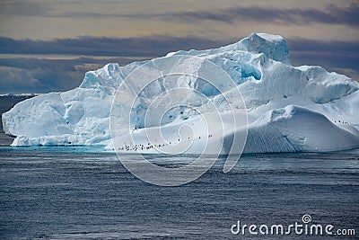 Iceberg with penguins and cormorants. Beautiful blue and turquoise iceberg in Antarctica with many animals. Photo is very sharp. Stock Photo