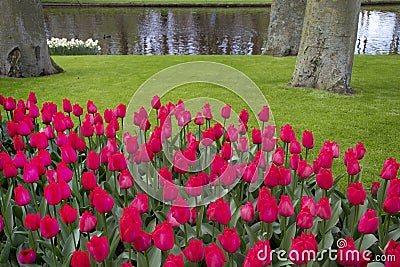 Beautiful scenery with pink tulips Stock Photo