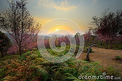 Beautiful scenery of sunset at pink sakura blossoms forest in Ph Stock Photo