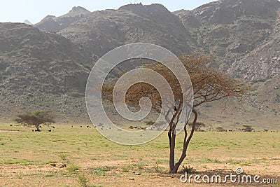 Elba protectorate Beautiful scenery of trees with mountain background in the south of Egypt Stock Photo