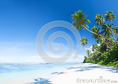 Beautiful Scenic Beach with Palm Tree Stock Photo