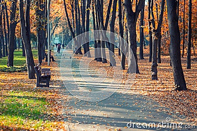 Beautiful scenic early autumn alley with benches between trees and golden colored foliage lush at city park. Walking path in Stock Photo