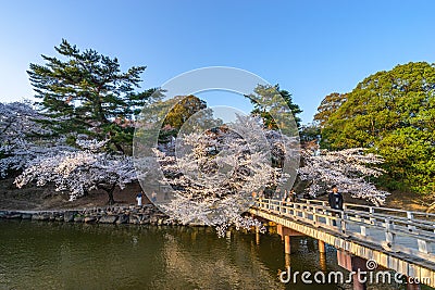 Beautiful scenic of fully pink cherry blossom blooming nearby the pond during the evening. Blur People Stock Photo