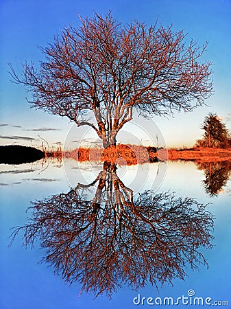 Beautiful scenic landscape of bare autumn tree by lake with reflection on water surface and blue sky. Duality in nature concept Stock Photo