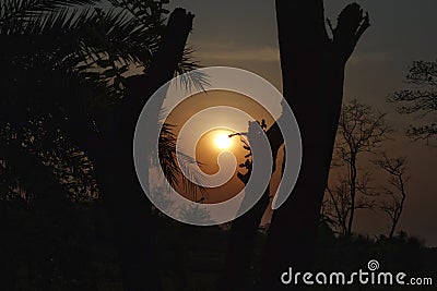 Beautiful scenic view of dramatic sunset through trees in the evening silhouette. Stock Photo