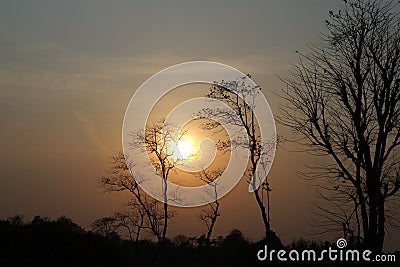 Beautiful scenic view of dramatic sunset through trees in the evening silhouette. Stock Photo