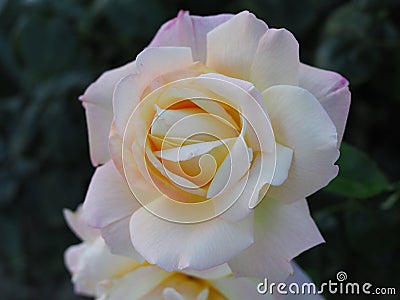 Beautiful scented romantic intense copper hued hybrid tea roses fully blown in early autumn are a gardener's delight and Stock Photo