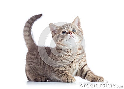 Beautiful scottish cat kitten profile side view isolated on white Stock Photo