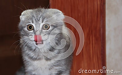 Beautiful Scottish fold kitten shows language Stock Photo