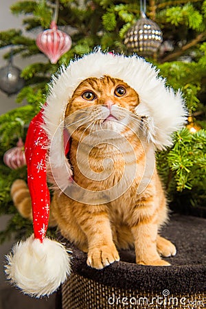 Beautiful Scottish Fold red cat in santa hat near Christmas tree Stock Photo