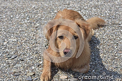 Beautiful scotty puppy laying on a rocky beach Stock Photo