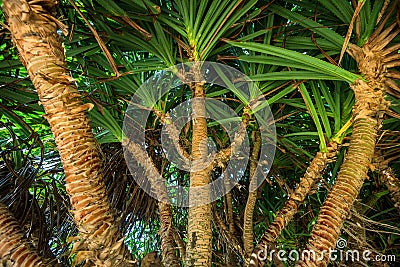 Beautiful pine or pandanus Stock Photo