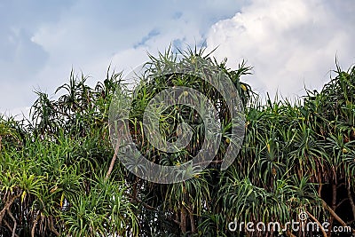 Beautiful pine Stock Photo