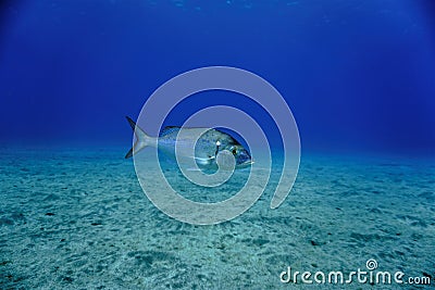 Beautiful Sea Bream fish at the bottom of the sea Stock Photo