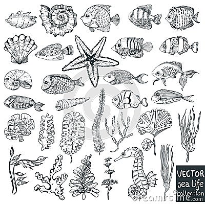 Beautiful sea life collection for design Vector Illustration