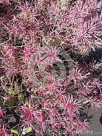 Beautiful sea plant under the sun Stock Photo