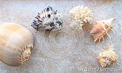 Beautiful sea shells and a sea star Stock Photo