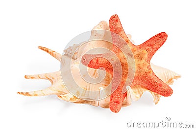 Beautiful sea star and seashell isolated on white Stock Photo