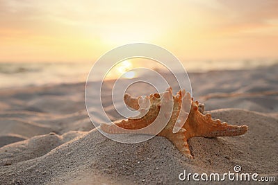 Beautiful sea star on sunlit sand at sunset, space for text Stock Photo