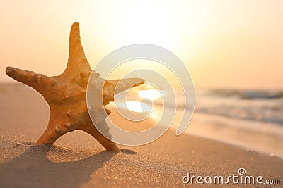 Beautiful sea star in sunlit sand at sunset, space for text Stock Photo