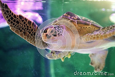 Beautiful sea turtle close up Stock Photo