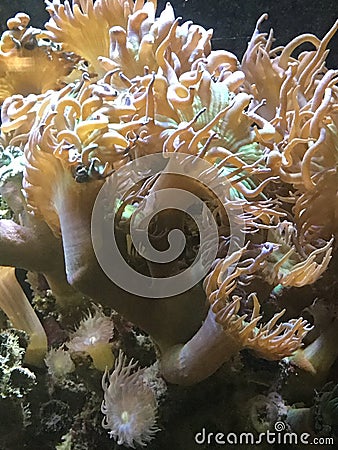 The Ocean Life Of Sea Urchin Stock Photo