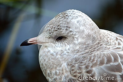 Beautiful seagull closeup Stock Photo