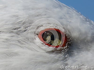 beautiful seagull with piercing terrifying eyes aggressive look Stock Photo