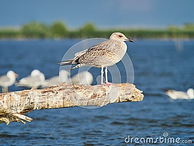 A beautiful seagull standing on a lake in the Danube Delta, Romania Stock Photo