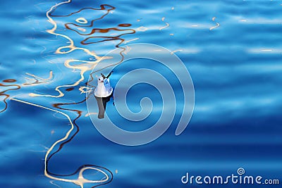 Beautiful seagull on the water with reflection. Space for text Stock Photo