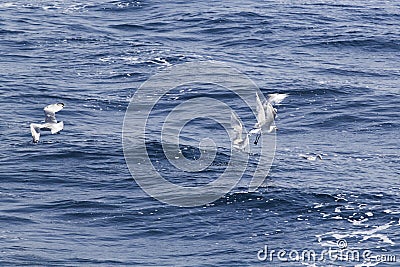 Beautiful seagulls over the sea Stock Photo