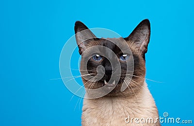 beautiful seal point siamese cat portrait with mouth open meowing Stock Photo