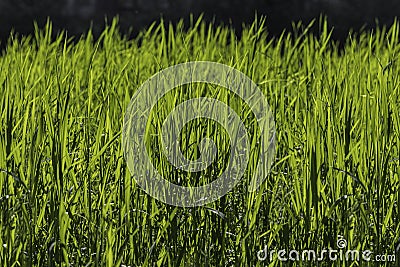 Beautiful seamless border horizontal texture of green Creeping Wild Rye grass is in summer Stock Photo