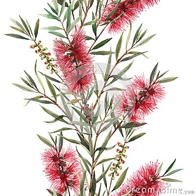 Watercolor australian callistemon seamless pattern Stock Photo