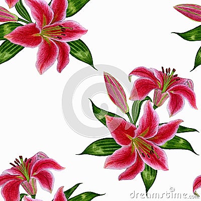 Beautiful seamless pattern with pink lily flowers on a white background. Stock Photo