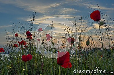 Beautiful Seascape. Magnificent spring sunset in a field of poppies. Burgas, Bulgaria. Black Sea. Stock Photo