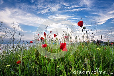 Beautiful Seascape. Magnificent spring sunset in a field of poppies. Burgas, Bulgaria. Black Sea. Stock Photo