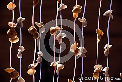 Beautiful seashell mobile hanging in the building. Stock Photo