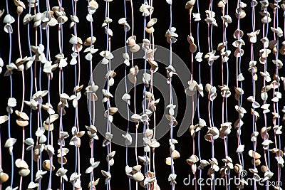 Beautiful seashell mobile hanging in the building. Stock Photo