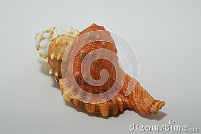 Beautiful seashell on white background. Background with a colorful shell. Stock Photo