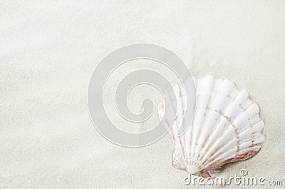 Beautiful seashell on white sand background Stock Photo